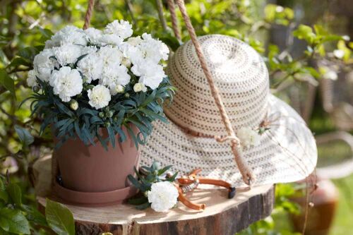 Dianthus Flow® Pearl Beach met witte bloemen in een pot buiten