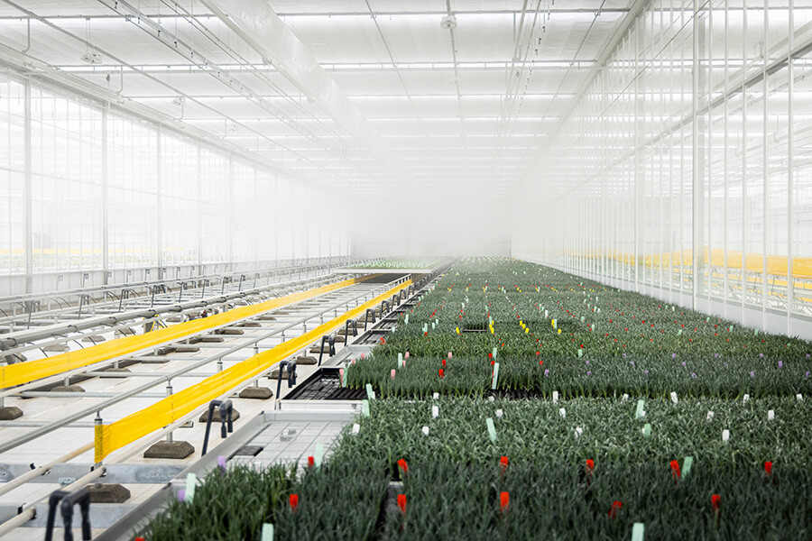 Jonge planten in een kas van HilverdaFlorist Colombia